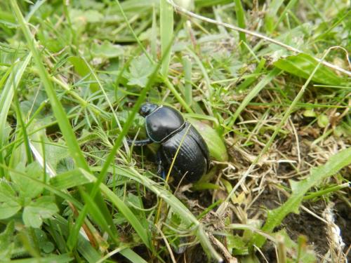 Geotrupes sp.
